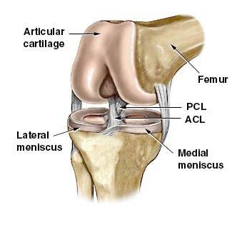 Acl Injuries